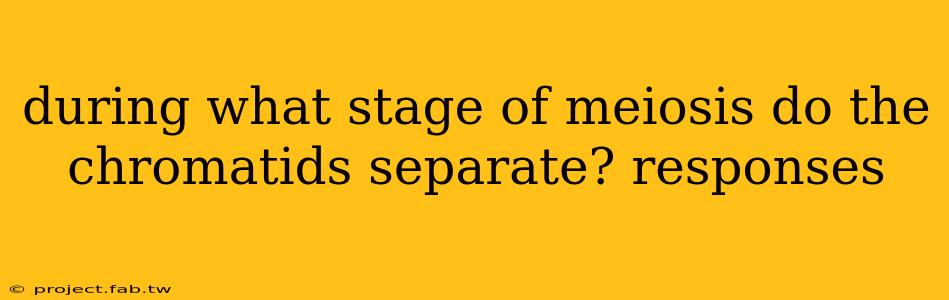 during what stage of meiosis do the chromatids separate? responses