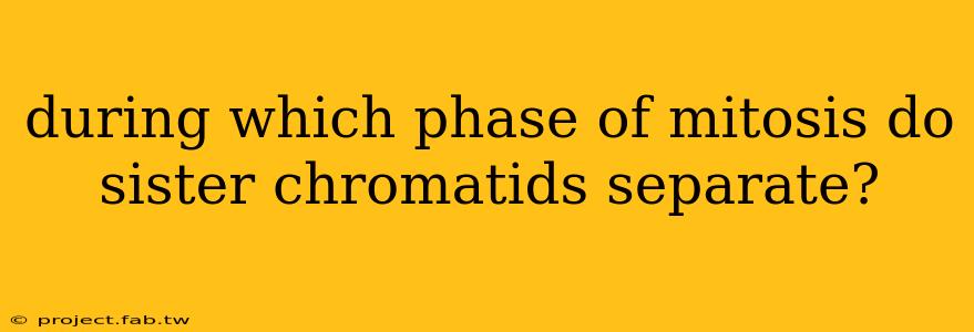 during which phase of mitosis do sister chromatids separate?