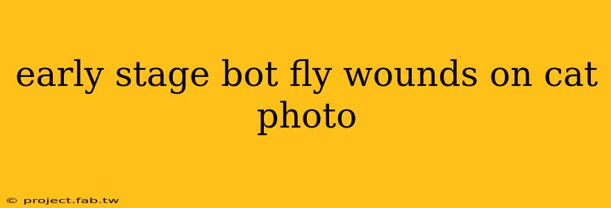 early stage bot fly wounds on cat photo