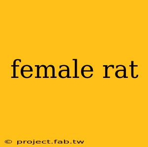 female rat