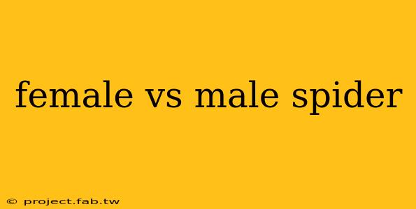 female vs male spider