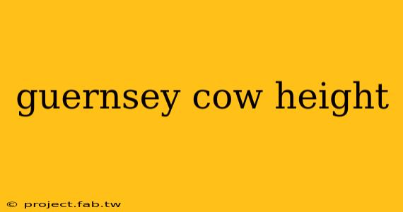 guernsey cow height