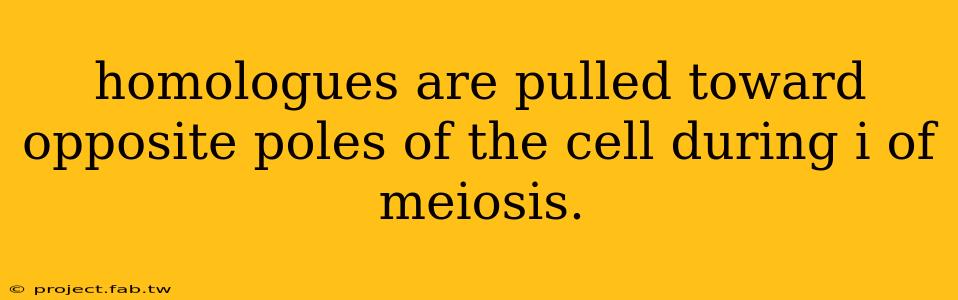 homologues are pulled toward opposite poles of the cell during i of meiosis.