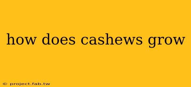 how does cashews grow