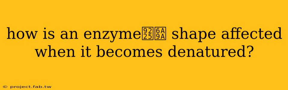 how is an enzyme鈥檚 shape affected when it becomes denatured?