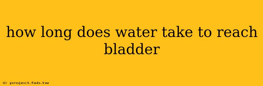 how long does water take to reach bladder