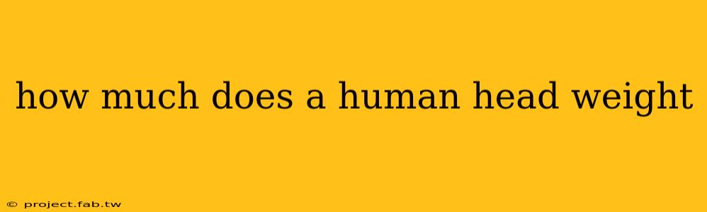 how much does a human head weight