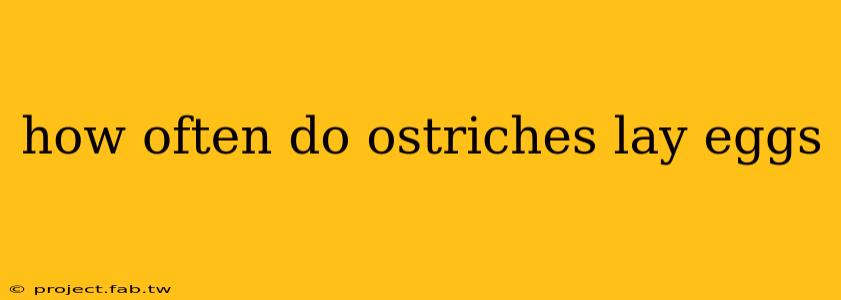 how often do ostriches lay eggs