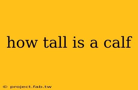 how tall is a calf