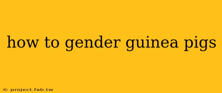 how to gender guinea pigs