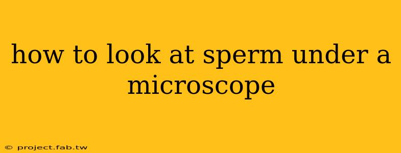 how to look at sperm under a microscope