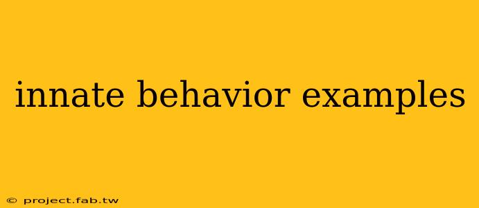 innate behavior examples