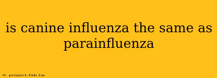 is canine influenza the same as parainfluenza