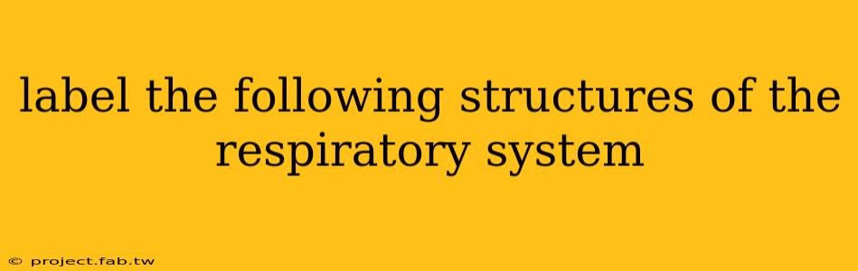 label the following structures of the respiratory system