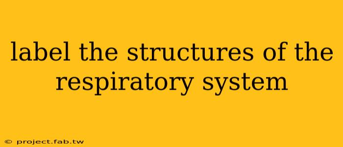 label the structures of the respiratory system