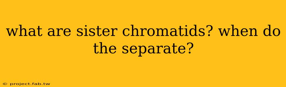 what are sister chromatids? when do the separate?