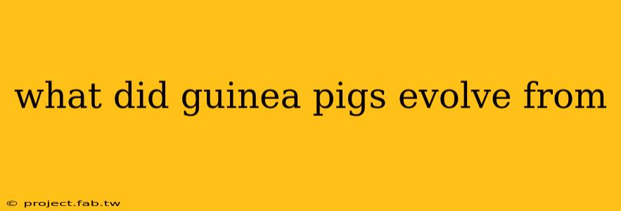 what did guinea pigs evolve from