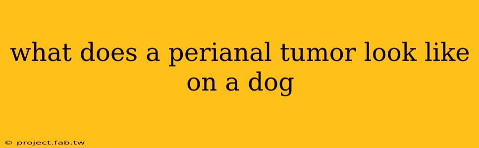 what does a perianal tumor look like on a dog