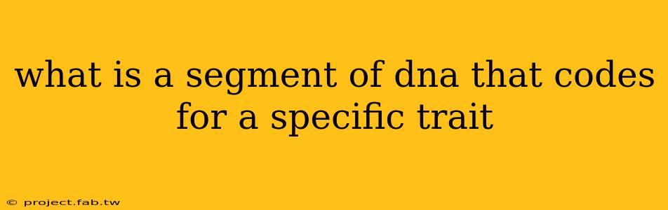 what is a segment of dna that codes for a specific trait