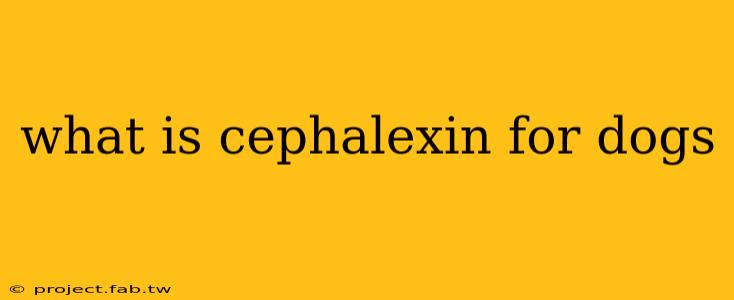 what is cephalexin for dogs