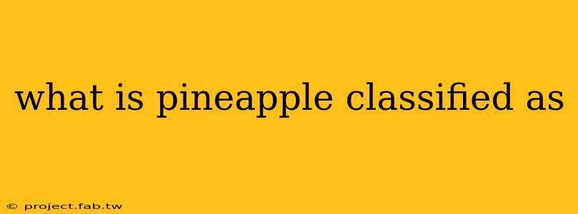 what is pineapple classified as