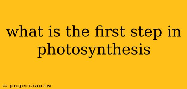 what is the first step in photosynthesis