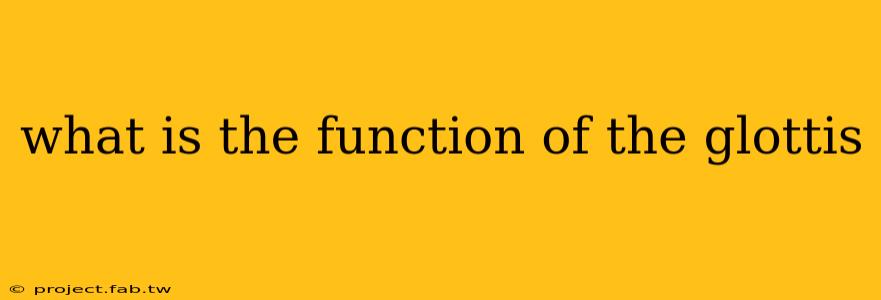 what is the function of the glottis