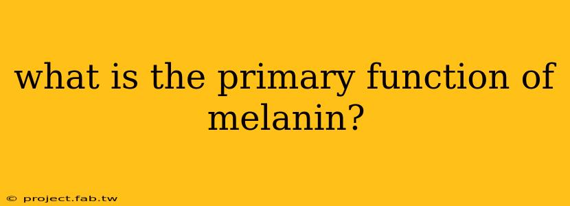 what is the primary function of melanin?