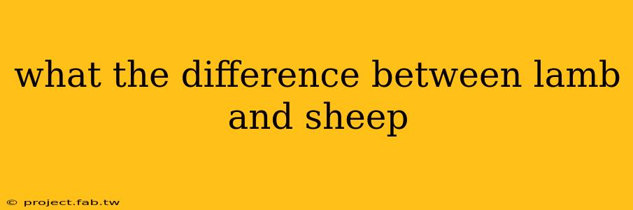 what the difference between lamb and sheep