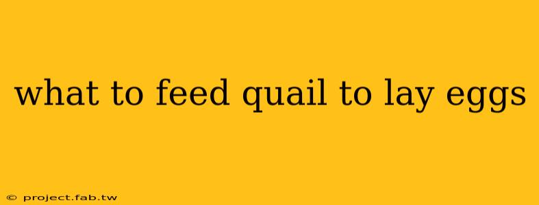 what to feed quail to lay eggs