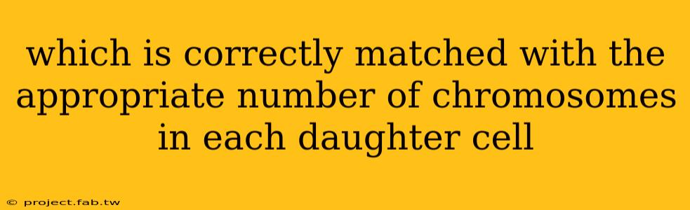 which is correctly matched with the appropriate number of chromosomes in each daughter cell