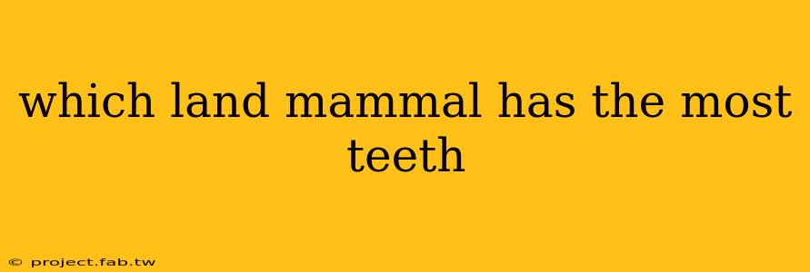 which land mammal has the most teeth