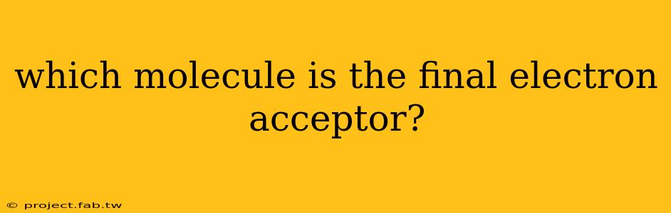 which molecule is the final electron acceptor?