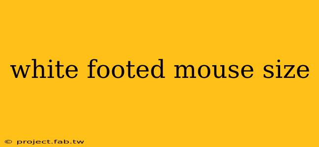 white footed mouse size