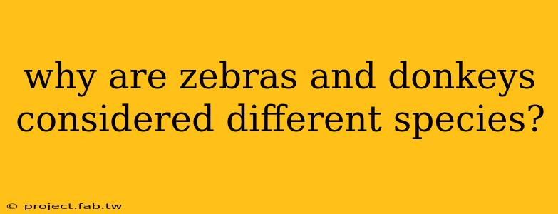 why are zebras and donkeys considered different species?