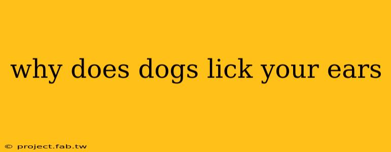 why does dogs lick your ears