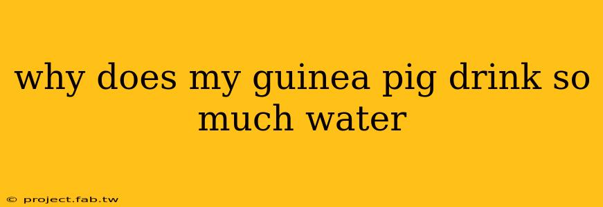 why does my guinea pig drink so much water