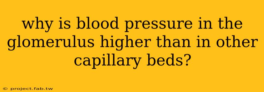 why is blood pressure in the glomerulus higher than in other capillary beds?