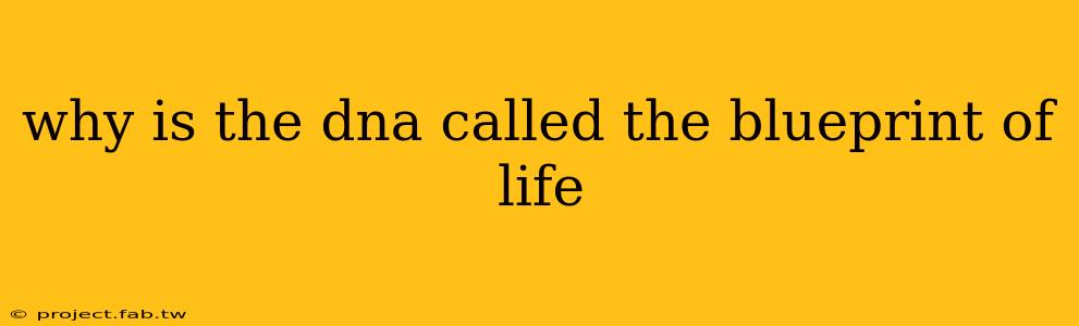 why is the dna called the blueprint of life